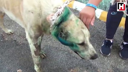 Antalya’da çoban köpeği tabanca ile vuruldu