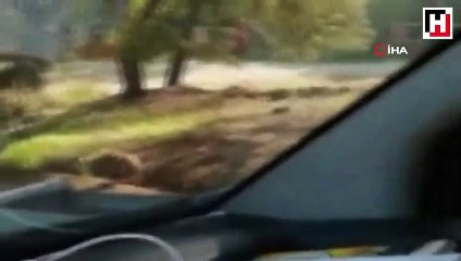 Hayvanat bahçesinden kaçan kurt vatandaşlar tarafından böyle görüntülenmiş