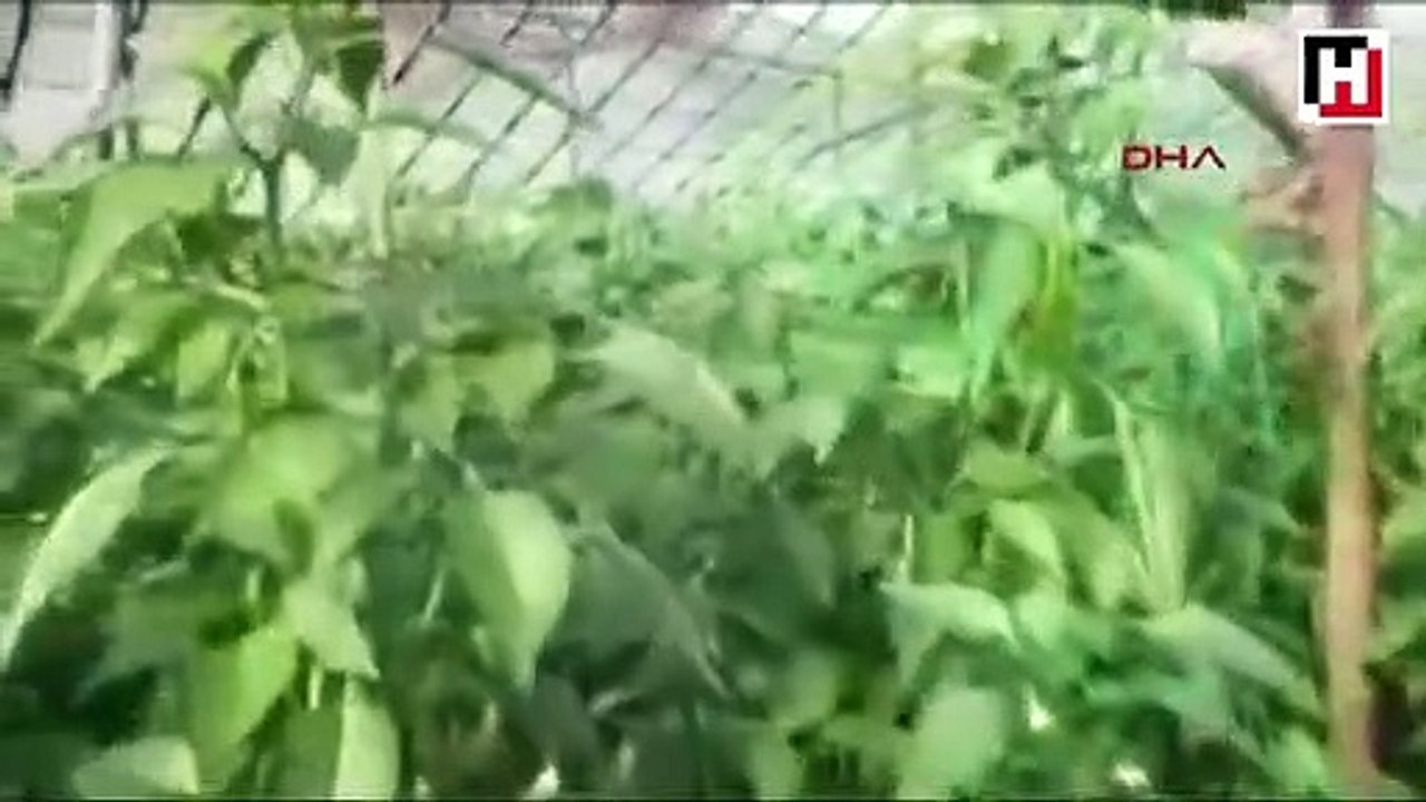 İroni yapan öğretmen görevden uzaklaştırıldı