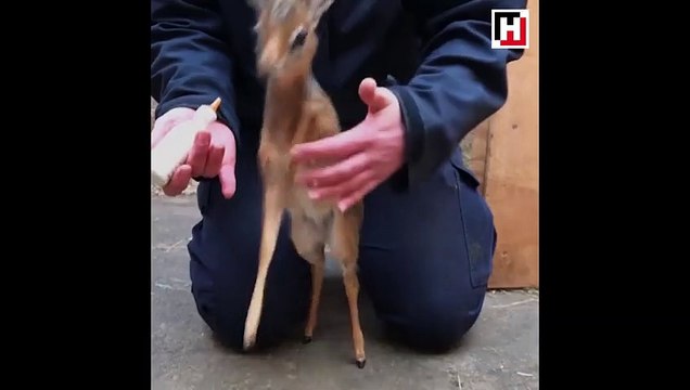 Görenleri kendine hayran bırakan öksüz antilop!