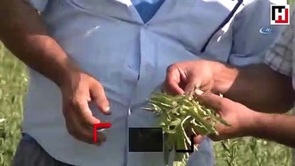 Domatesin yokluğunda aç kalan ‘tutalar’ susamları istila etti