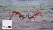 Antilop kavga ederken aslana yem oldu
