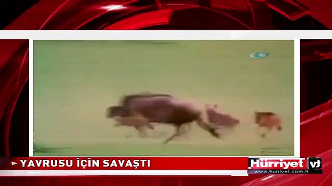 ANNE ANTİLOP VE MÜTHİŞ SAVAŞI