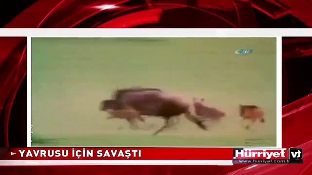 ANNE ANTİLOP VE MÜTHİŞ SAVAŞI