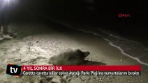 Kemer'de Caretta Carettaların yumurtlama dönemi başladı