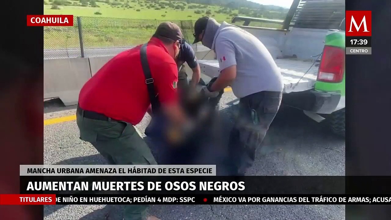 Osos negros en peligro: humanos destruyen su hábitat y vida