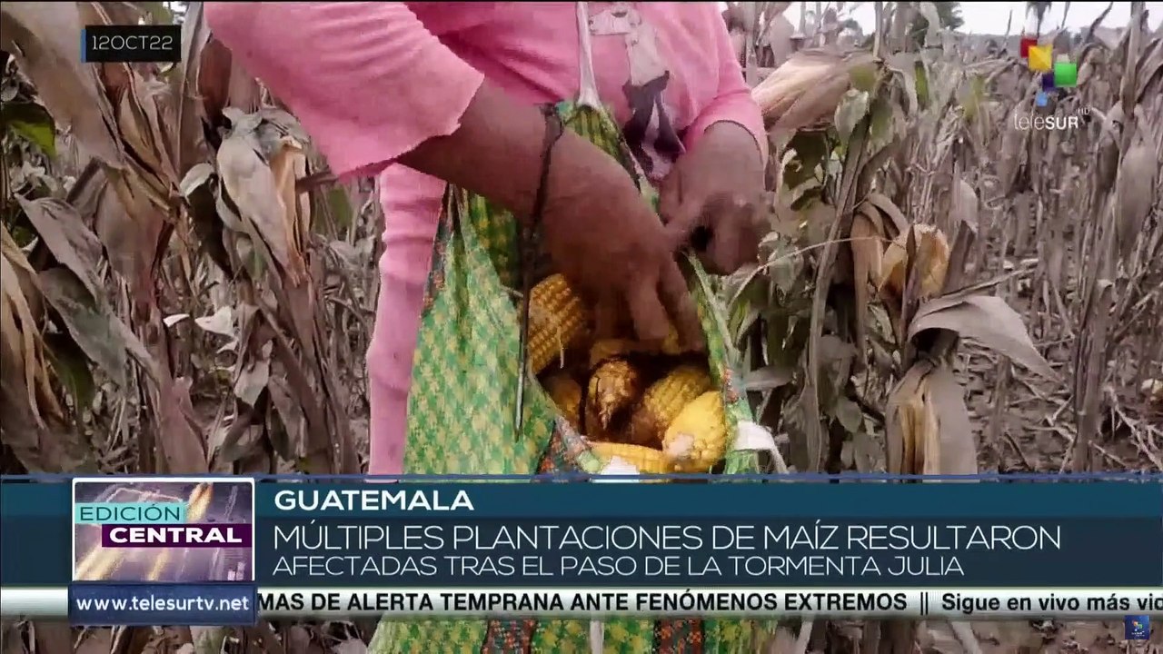 Plantaciones de maíz en Guatemala resultaron afectadas tras el paso del huracán Julia
