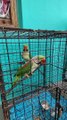 Good morning parrot so cute talking Parrot Funny Talking Parrot