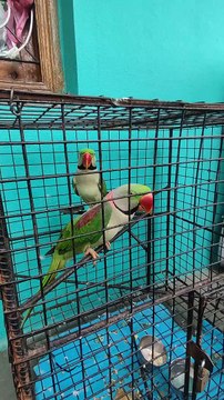 Good morning parrot so cute talking Parrot Funny Talking Parrot