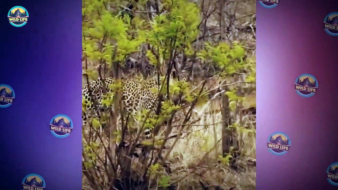 The Stealthy And Ferocious Leopard In Action