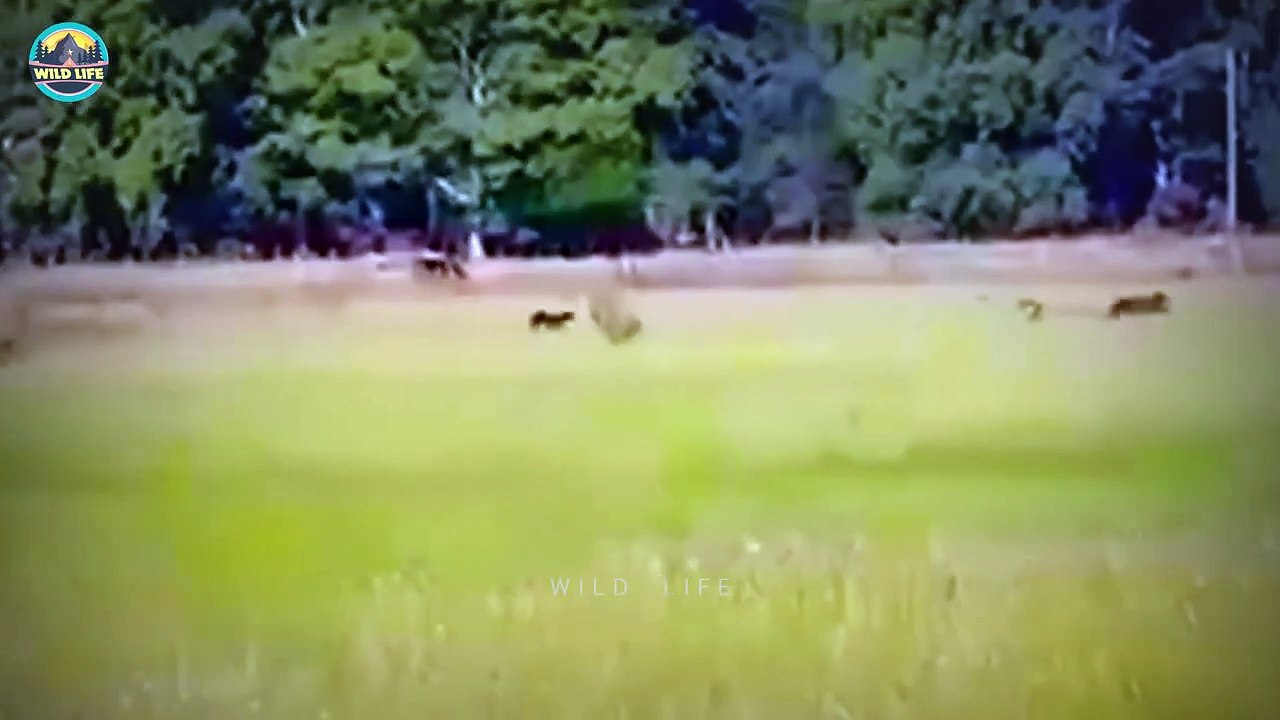Ostriches Fighting Predators To Save Themselves And Their Eggs - video ...