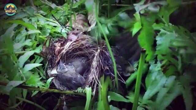 Animals Rushing To Help Save Other Animals From Being Ripped Apart