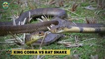 Insane Deranged Moments When Snakes Eat Their Own Kind