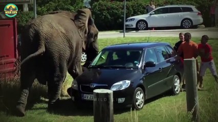 Animals Showing Their Dominance By Attacking Vehicles