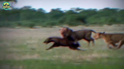The Deadliest Attacks By Savage Animals Caught On Camera