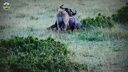 Savage And Cruel Hyena Clans Attacking Weak Animals