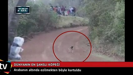 Dünyanın en şanslı köpeği