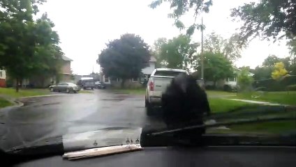 Bu karga, yolculuk yapmanın en kolay yolunu bulmuş!