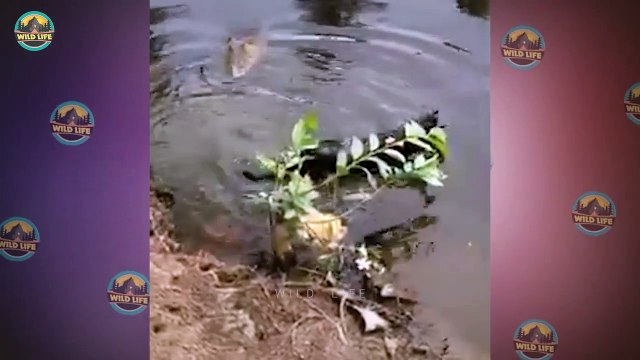 Top 15 Brutal Moments When Alligators And Crocodiles Left Nothing But Bare Bones