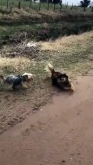 Dirty Dogs Play in the Mud