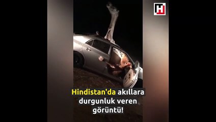 Araba kazası şoke etti! Deve içeri nasıl girdi?