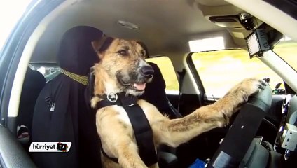 Araba kullanan köpek