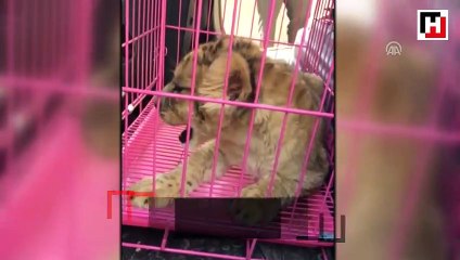 Cizre'de araçta aslan yavrusu bulundu