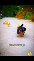 Dog And Duck So Cute Animals | Duck And Dog Best Friendship Video | Cute Animals Yt