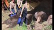 How em-bear-assing! Gigantic brown bear tries to make its winter den under Colorado home before it's tranquilized and takes FIVE rangers to drag away