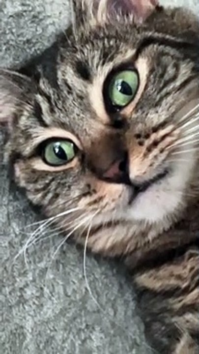 Cat Had Too Much Catnip
