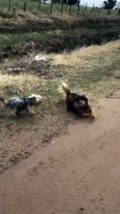 Dirty Dogs Play in the Mud