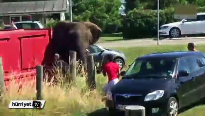 Fil, eziyet eden bakıcısının arabasını görünce...