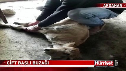 ÇİFT BAŞLI BUZAĞI GÖRENLERİ HAYRETE DÜŞÜRÜYOR