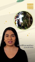 Un gigante de 83 metros de altura: así es el árbol más alto de China