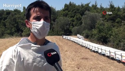 Arı zehrinin gram fiyatı dudak uçuklatıyor