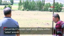 Çorum'da 4 hayvanı telef ettiği iddia edilen 'aslan' arandı