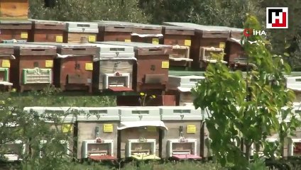 Hem bal hem zehir üretiyorlar