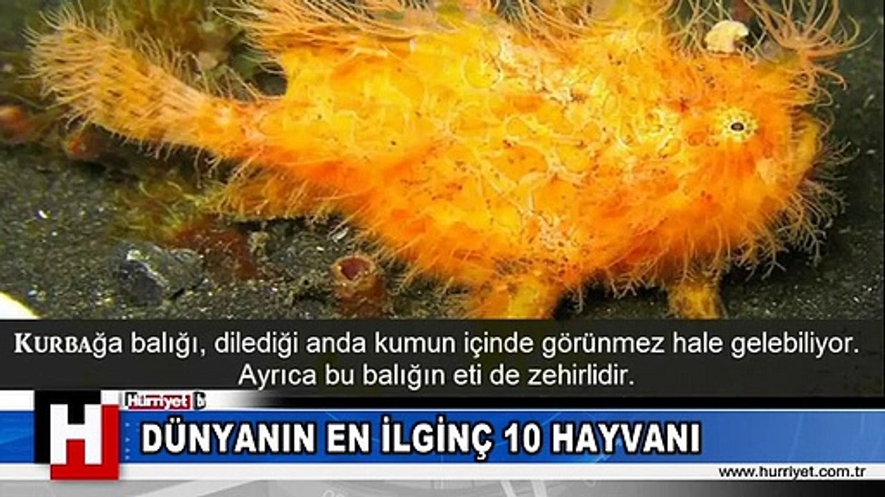 YOK YOK, DAHA ÖNCE GÖRMEDİNİZ! İŞTE SİZE DÜNYANIN EN İLGİNÇ 10 HAYVANI