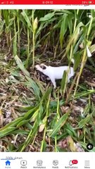 dog help to the farmer #dogskills #doglife #pet #cute #doglover