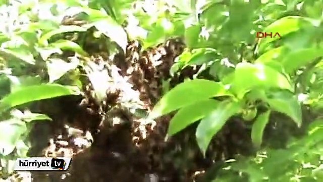 Arı dolu kovana elini sokup bal sağdı