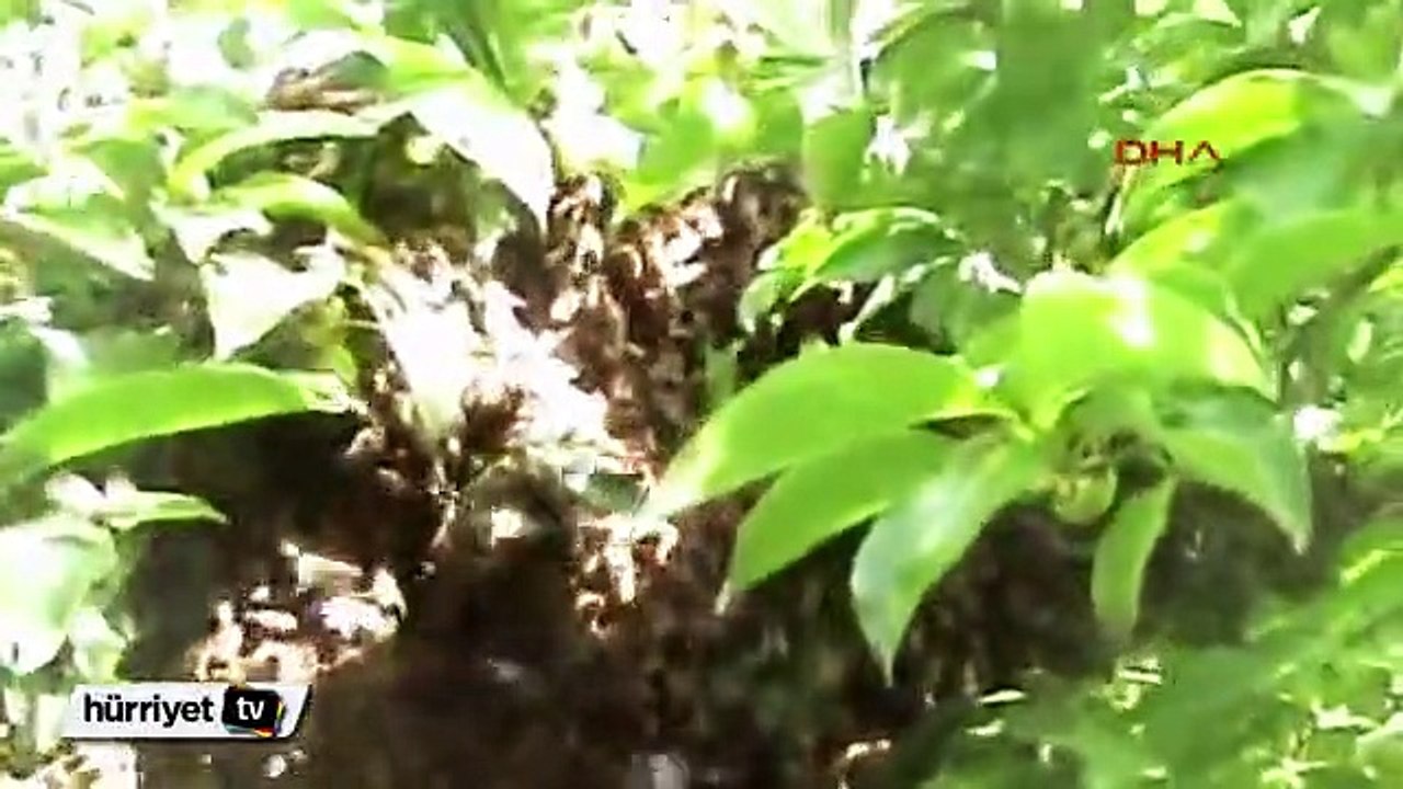 Arı dolu kovana elini sokup bal sağdı