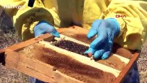 Ürettiği kraliçe arıların tanesini 100 liradan satıyor