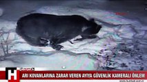 ARI KOVANLARINA ZARAR VEREN AYIYA GÜVENLİK KAMERALI ÖNLEM