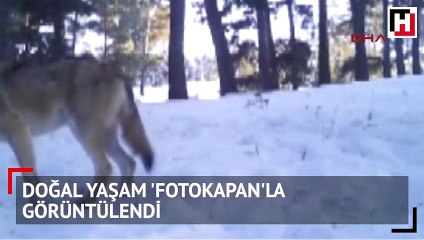 Ardahan'da doğal yaşam 'fotokapan'la görüntülendi