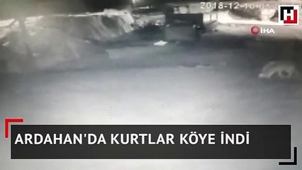 Ardahan'da kurtlar köye indi