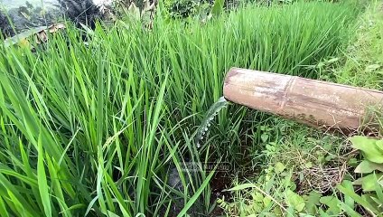 Relaxing Village Atmosphere 2