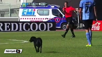 Sevgi isteyen köpek futbol sahasına daldı!