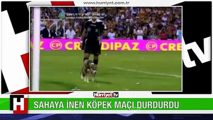 SAHAYA İNEN DAVETSİZ MİSAFİR MAÇI DURDURDU