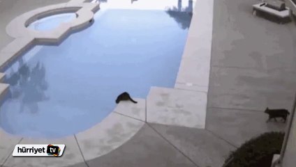 Kedi su içen arkadaşını gafil avladı