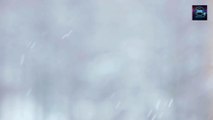 The View On Snowfall | Calming Environment Created By The Sounds Of Snowfall